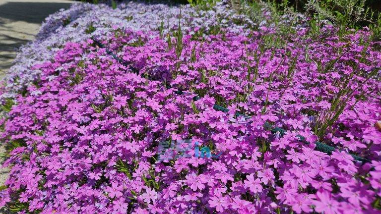 아바나 50mg 40정 photo review