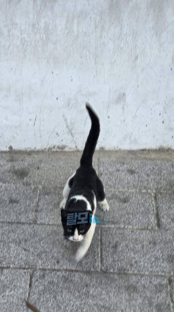 피나로 300정 photo review